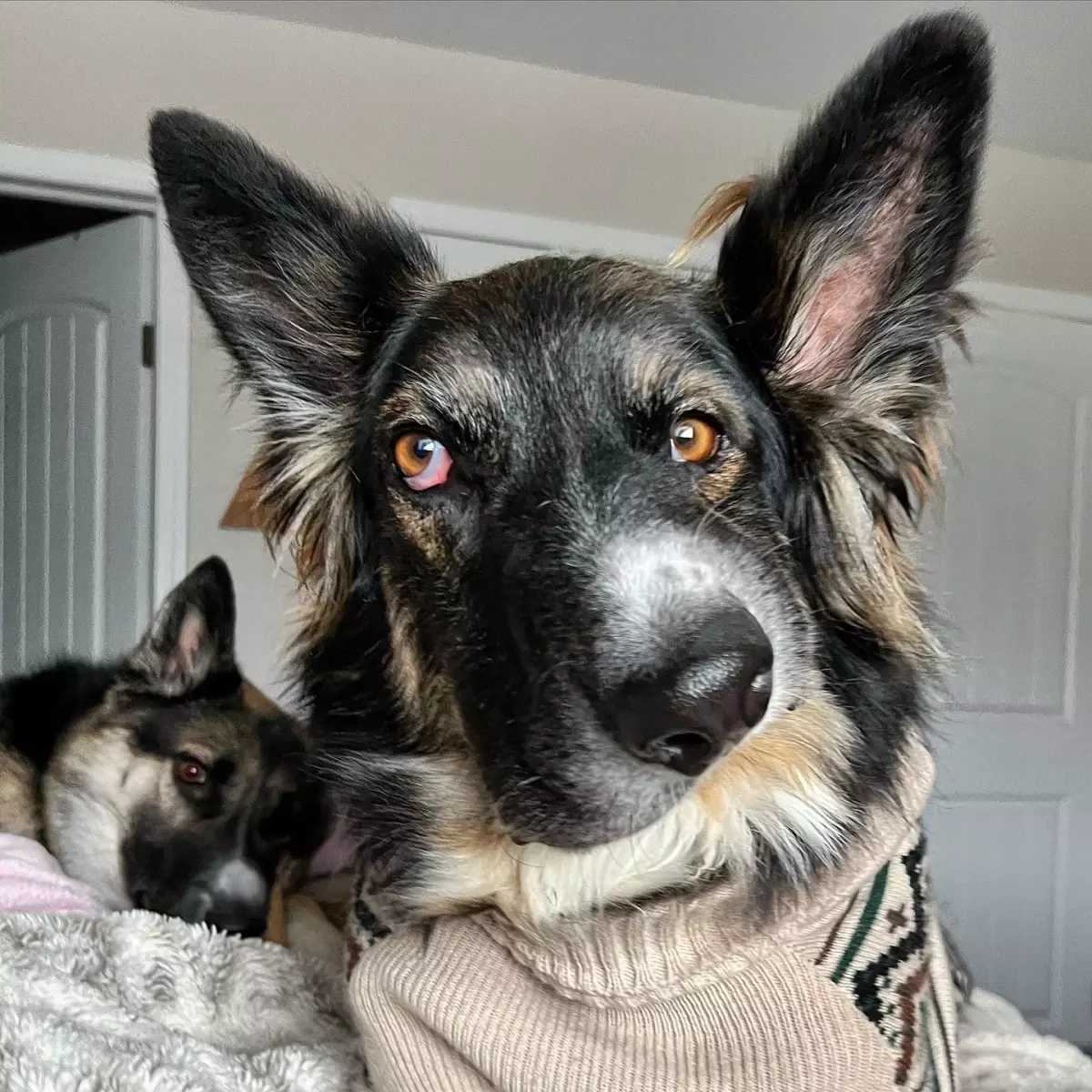 Asimetrik Yüzüyle Dikkat Çeken Köpek Sosyal Medyanın Gözdesi Oldu