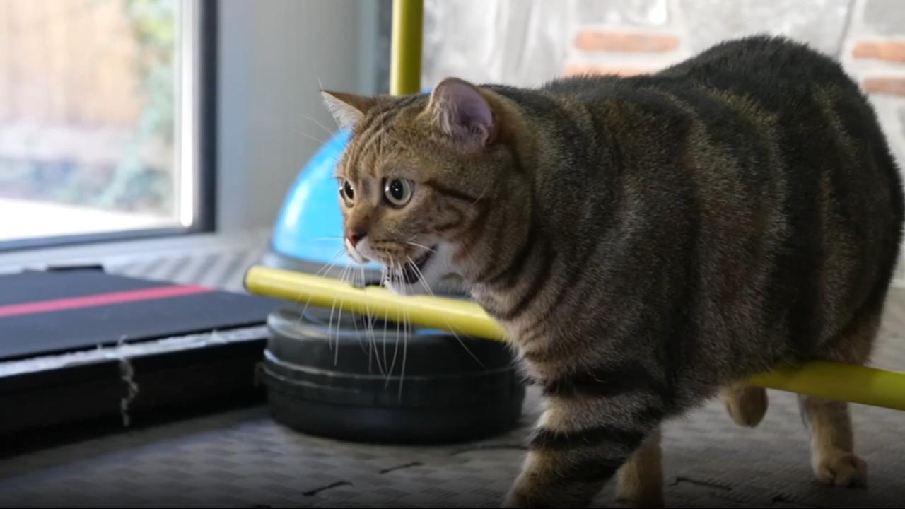Obez kedi “Simba” pilates yaparak zayıflıyor