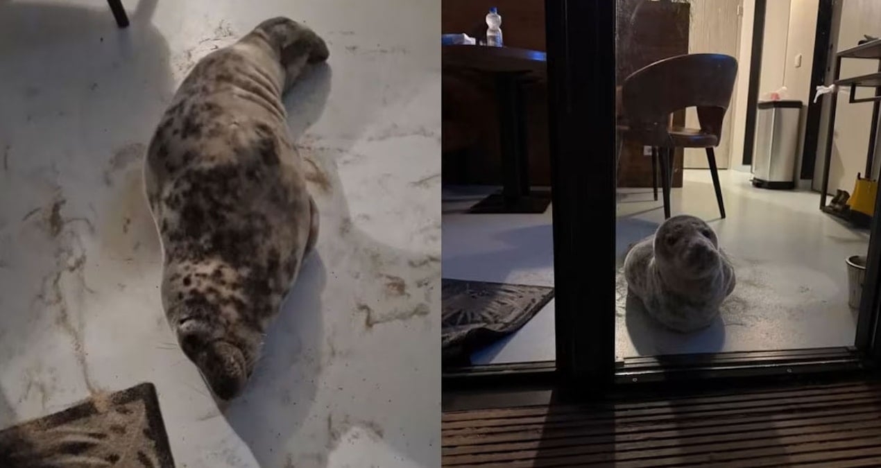 Otel odasında ‘davetsiz misafir’: Şubat ayının tuhaf olayları