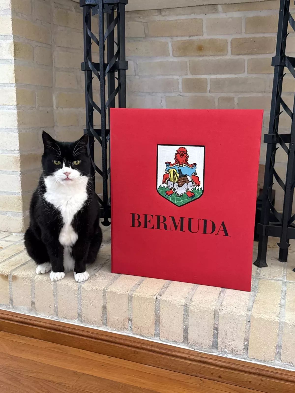 Palmerston, Bermuda’da Kedi İlişkileri Danışmanı Oldu